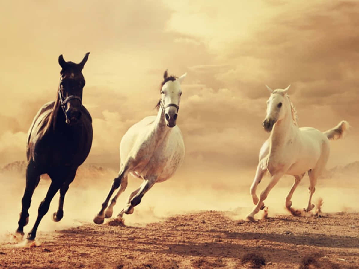 Three Horses Running In The Desert