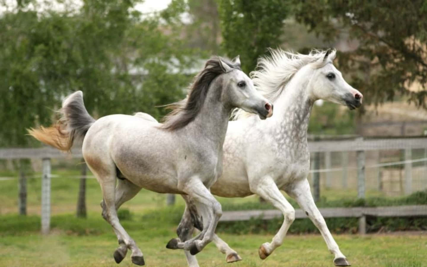 Two Horses Running In A Field