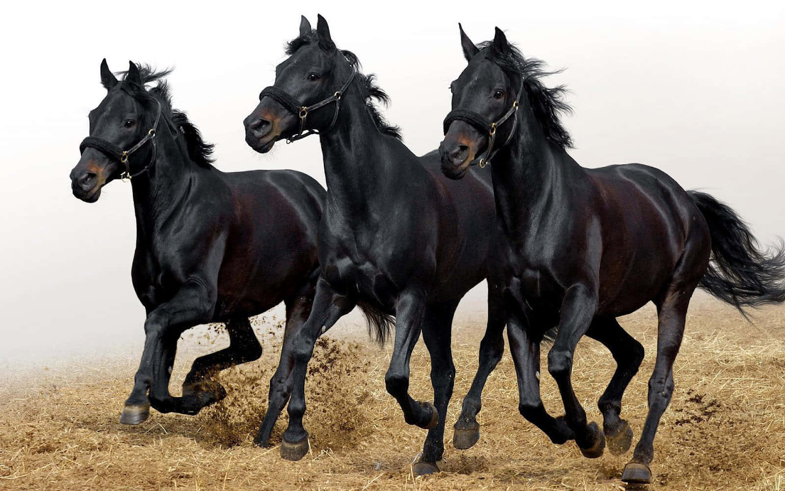 Denmajestätiska Skönheten Hos Arabiska Hästar.