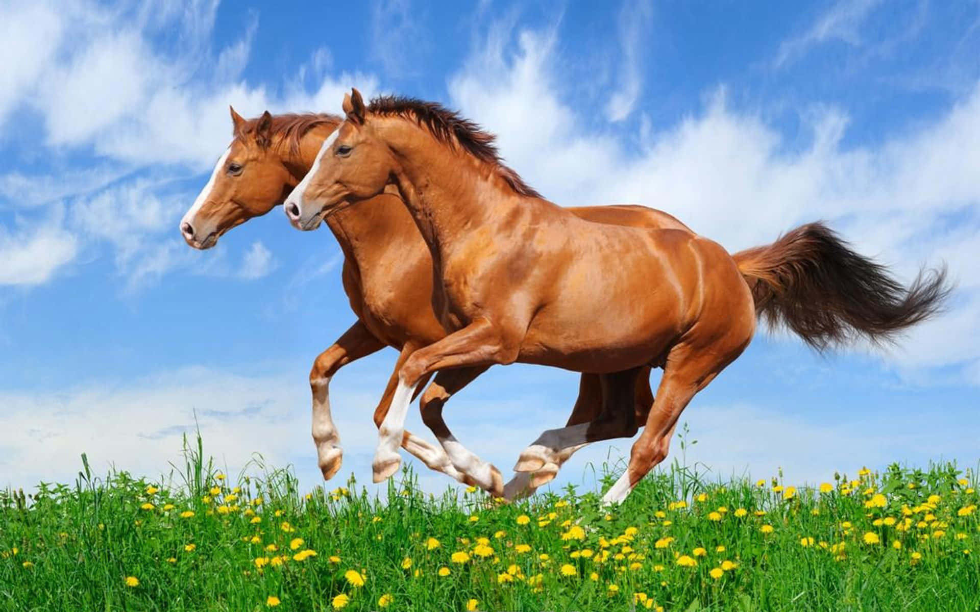 Two Brown Horses Running In A Field