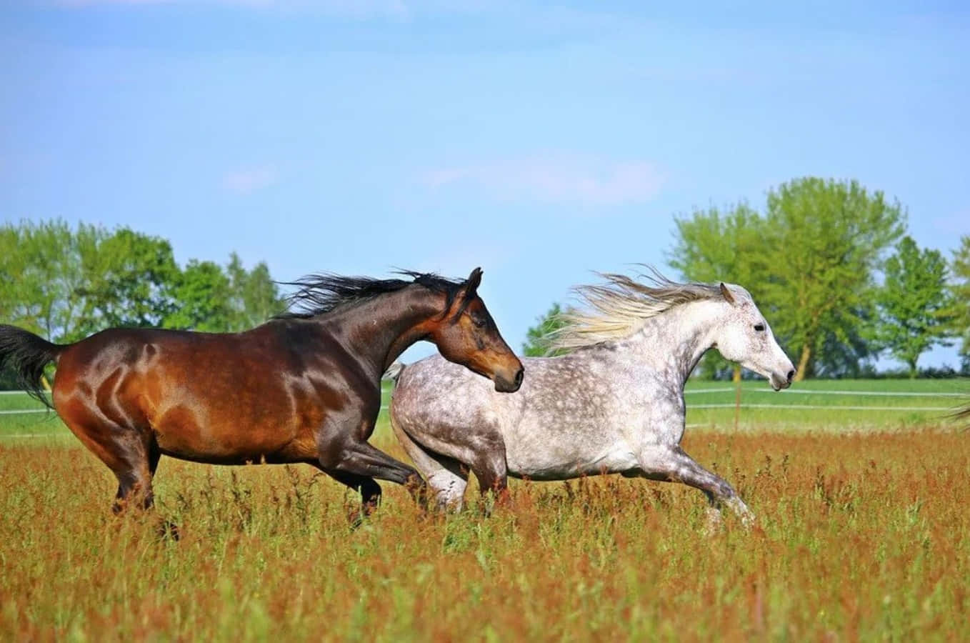 Two Majestic Arabian Horses in the Desert