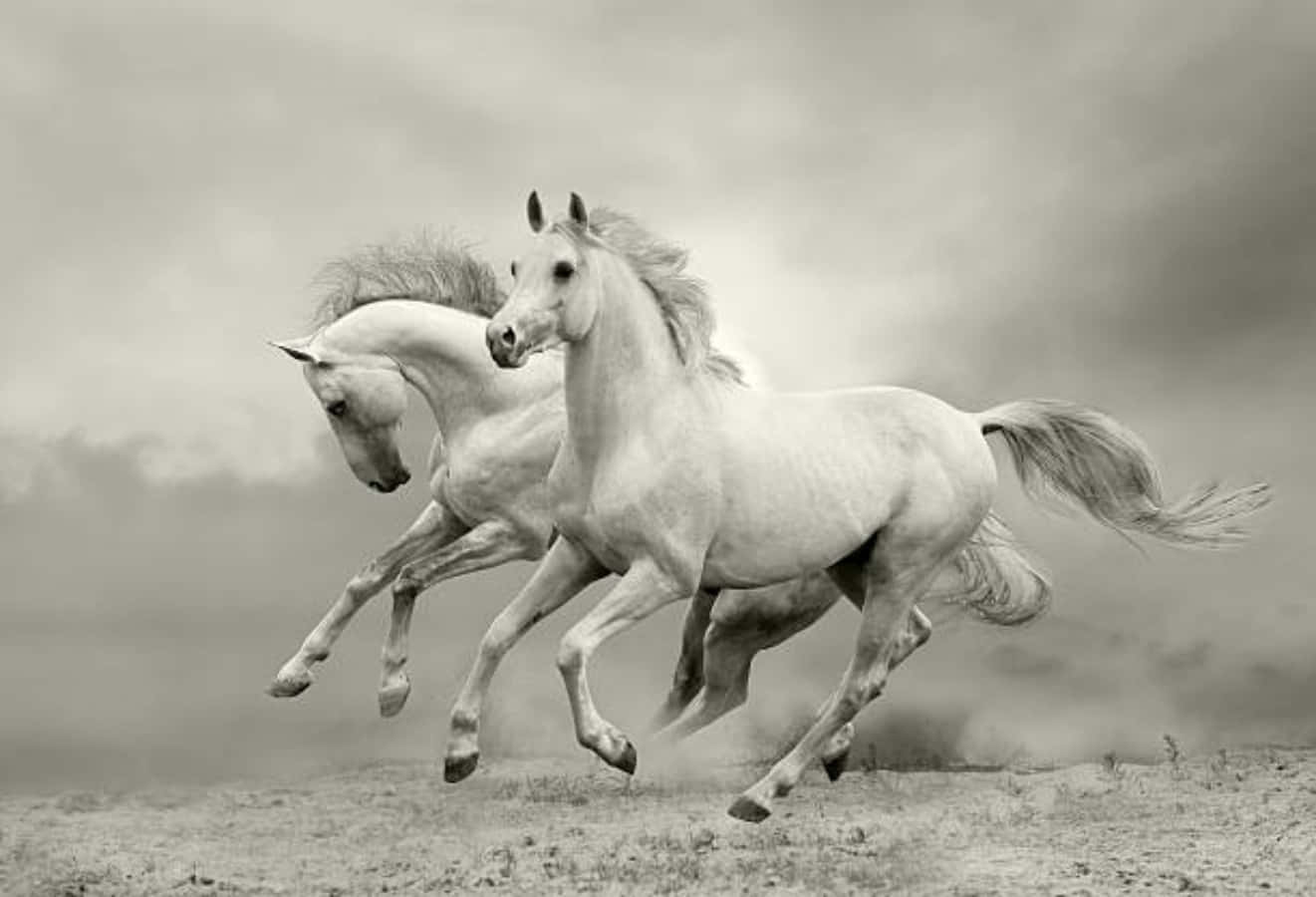 Two Horses Running In The Field In Black And White