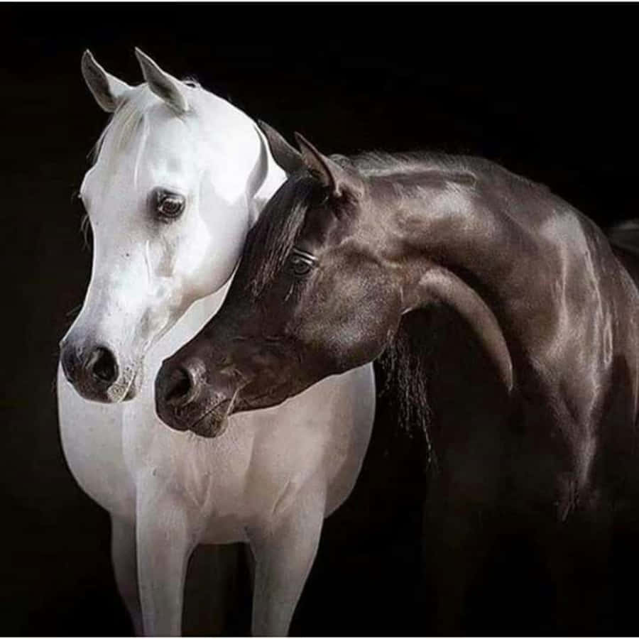 Two Horses Are Standing Together In A Dark Room