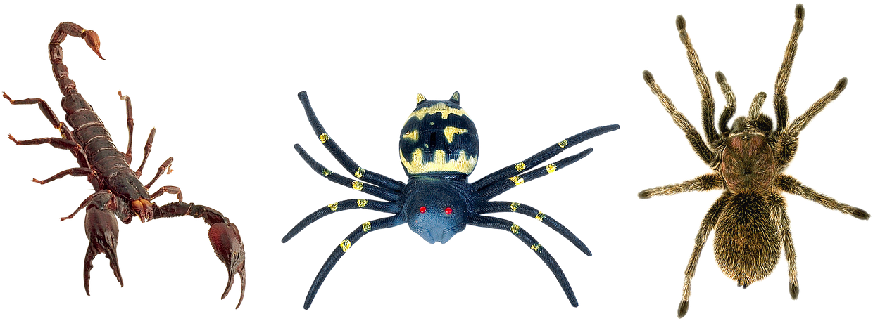 Arachnid Variety Showcase PNG