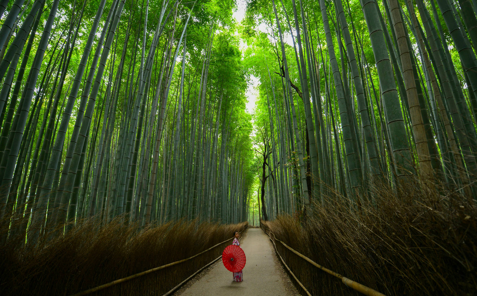 Step into a wondrous world in Arashiyama's Bamboo Grove, Japan Wallpaper