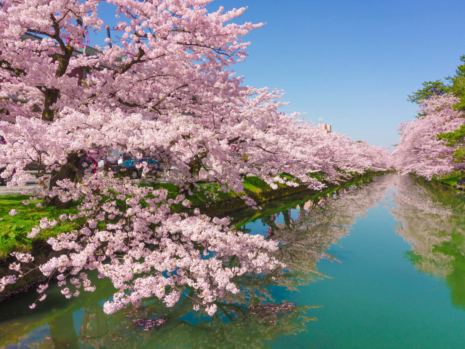 Descargar Árbolde Cerezo Sereno En Plena Floración | Wallpapers.com