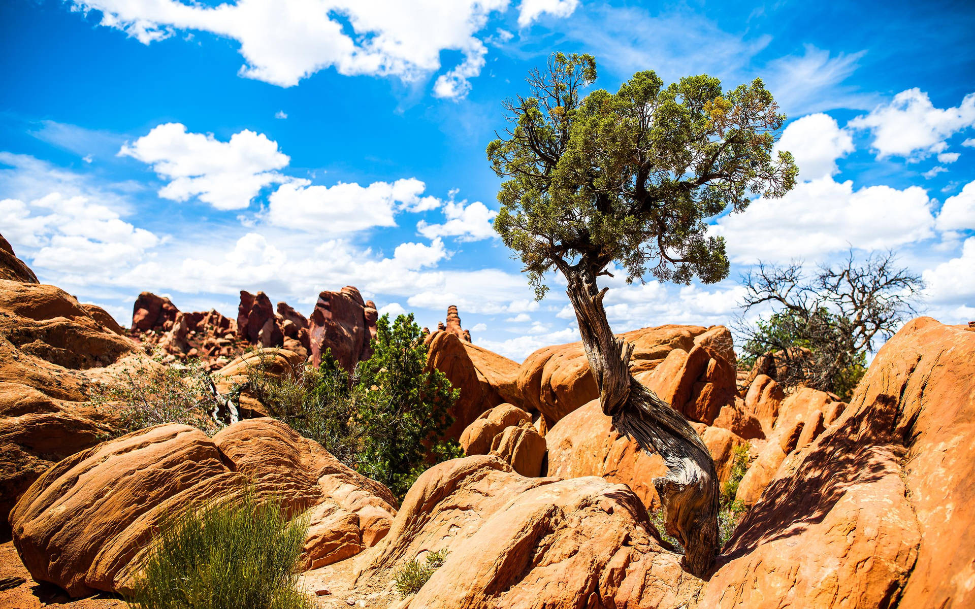 Arches National Park Tree Wallpaper
