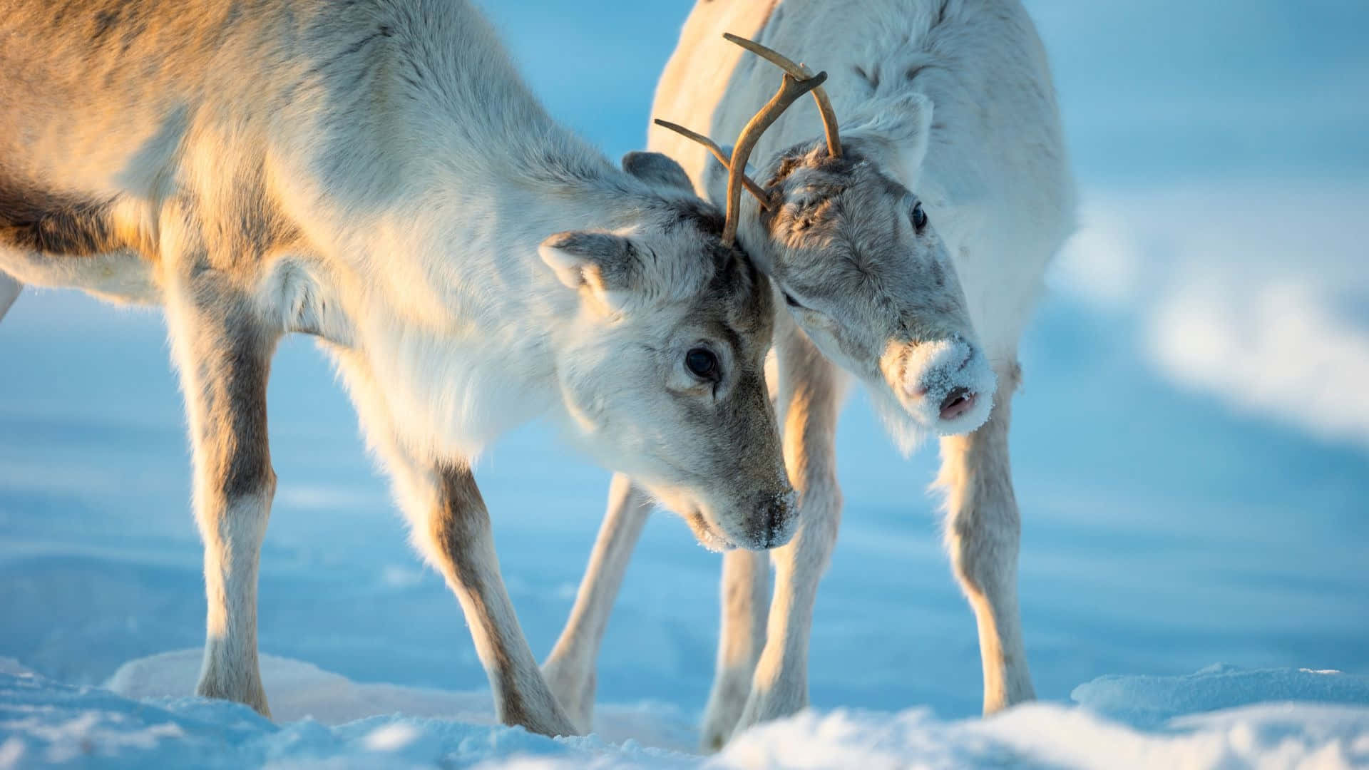 Arctic Caribou Twilight Affection Wallpaper