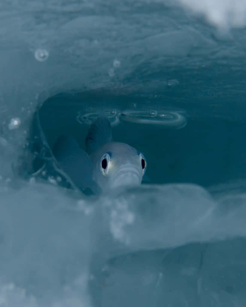 Arctic Cod Beneath Ice Wallpaper