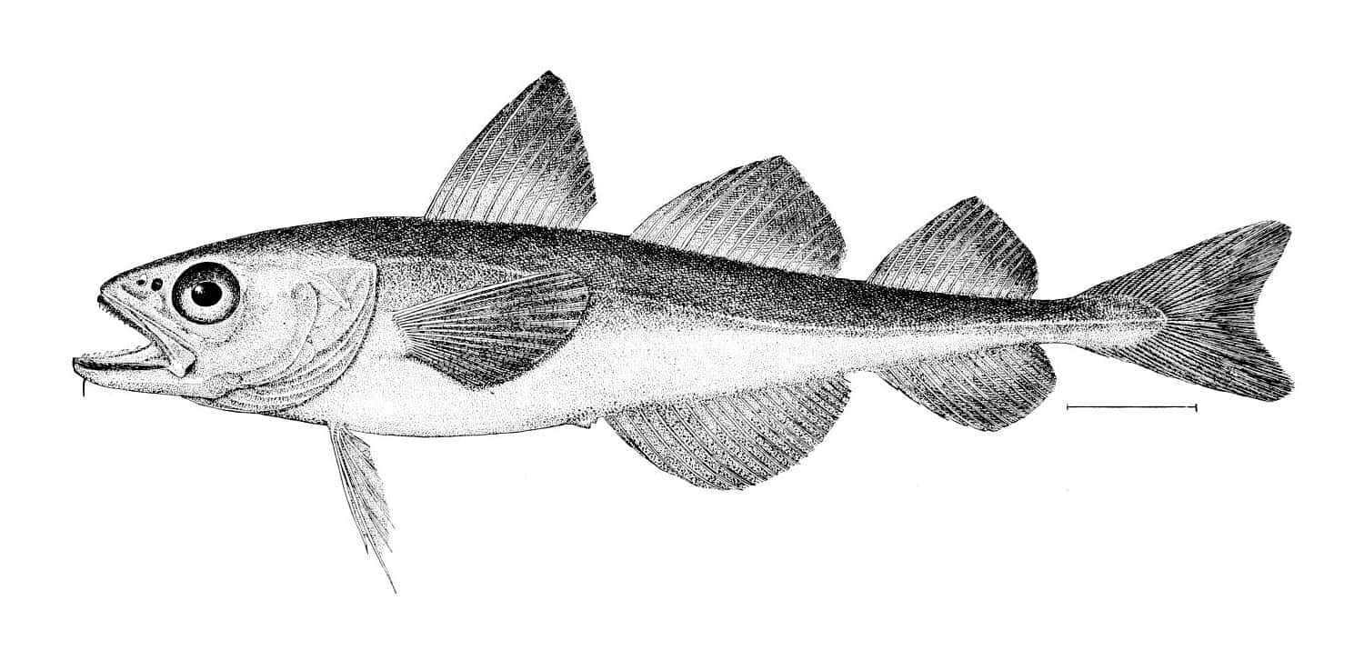 Arctic Cod Sketch Wallpaper