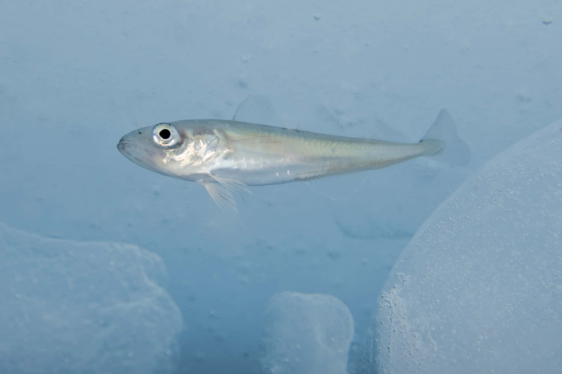 Arctic Cod Swimming Near Ice Wallpaper