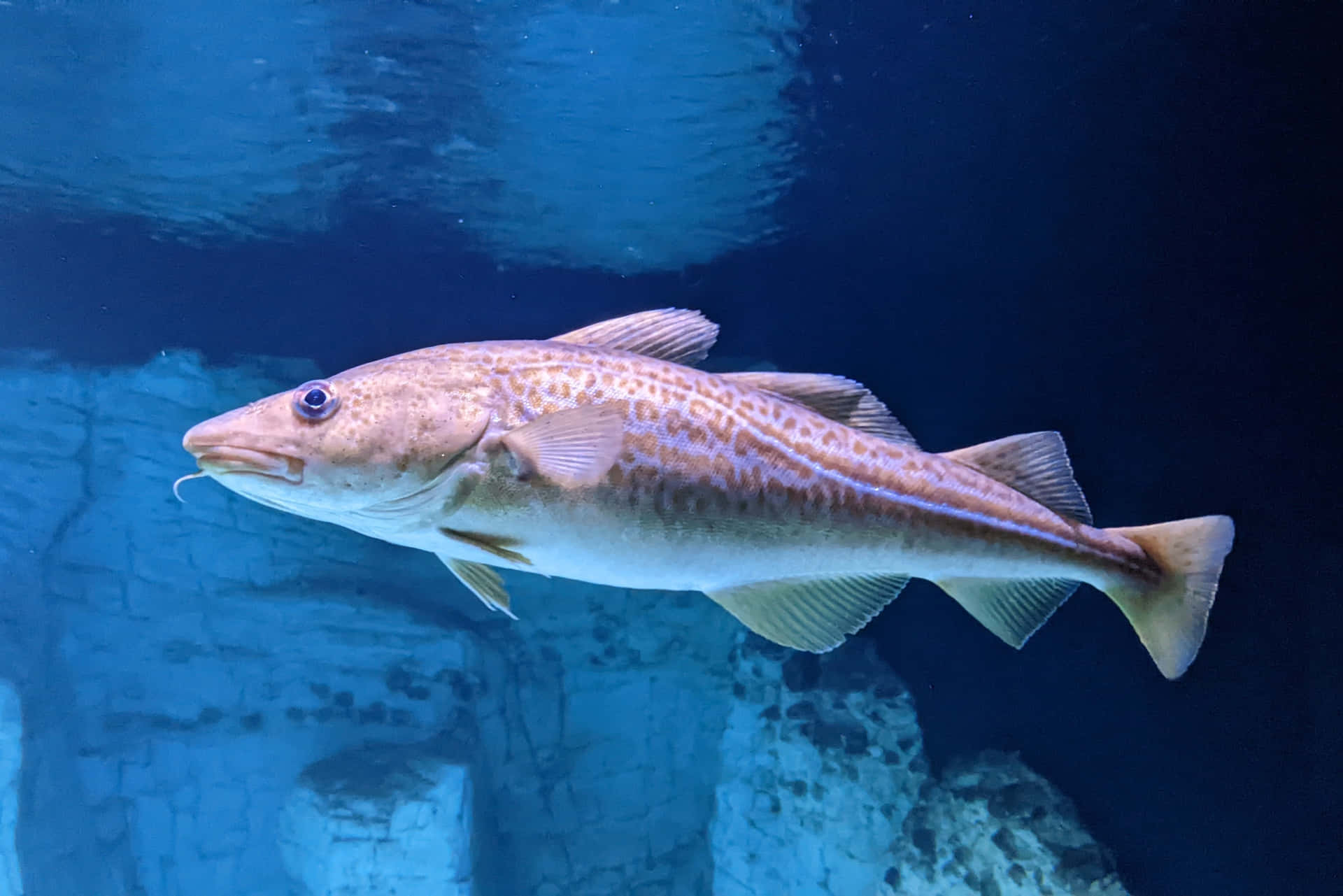 Arctic Cod Swimming Underwater Wallpaper