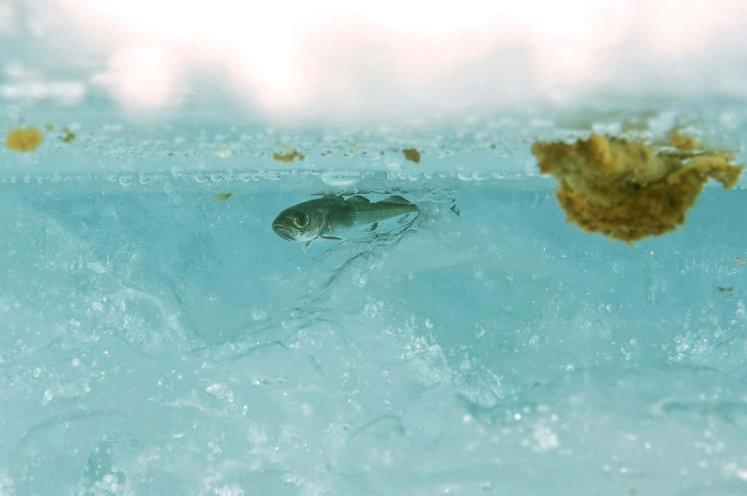 Arctic Cod Under Ice Wallpaper