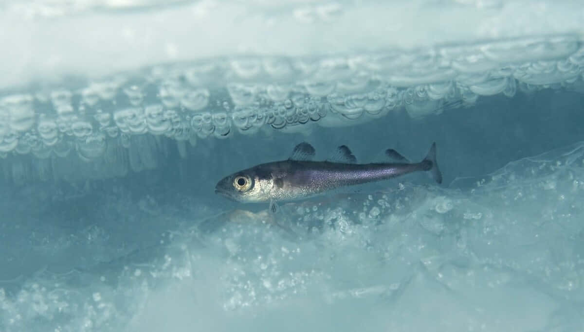 Arctic Cod Under Ice Wallpaper