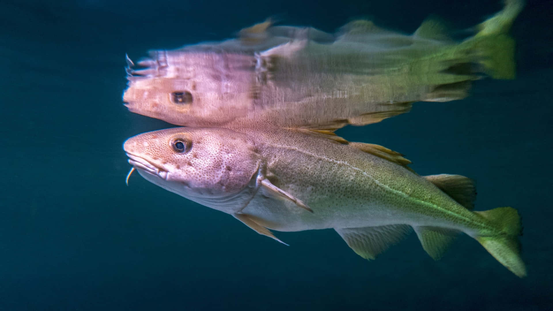 Arctic Cod Underwater Reflection Wallpaper