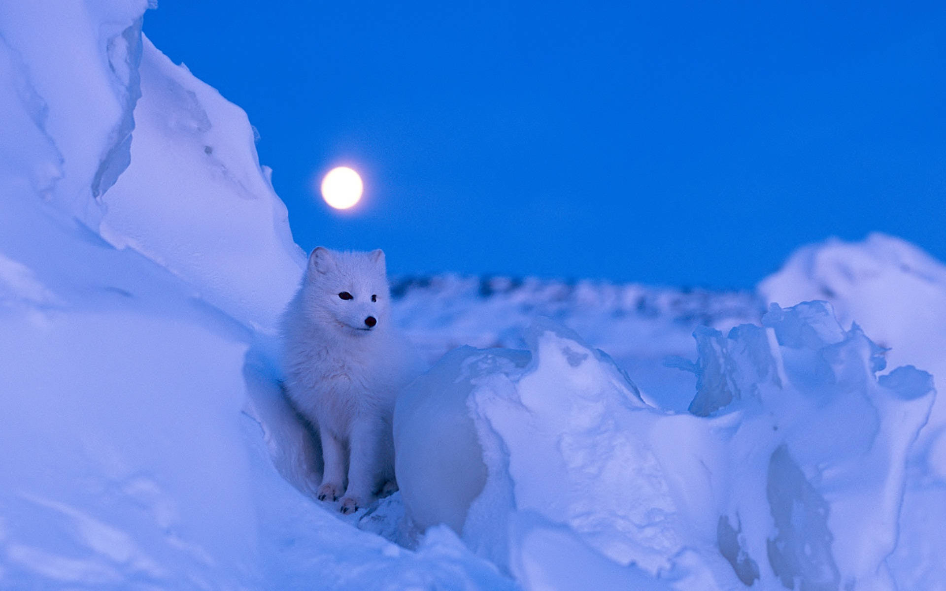 Arctic Fox At Night Wallpaper