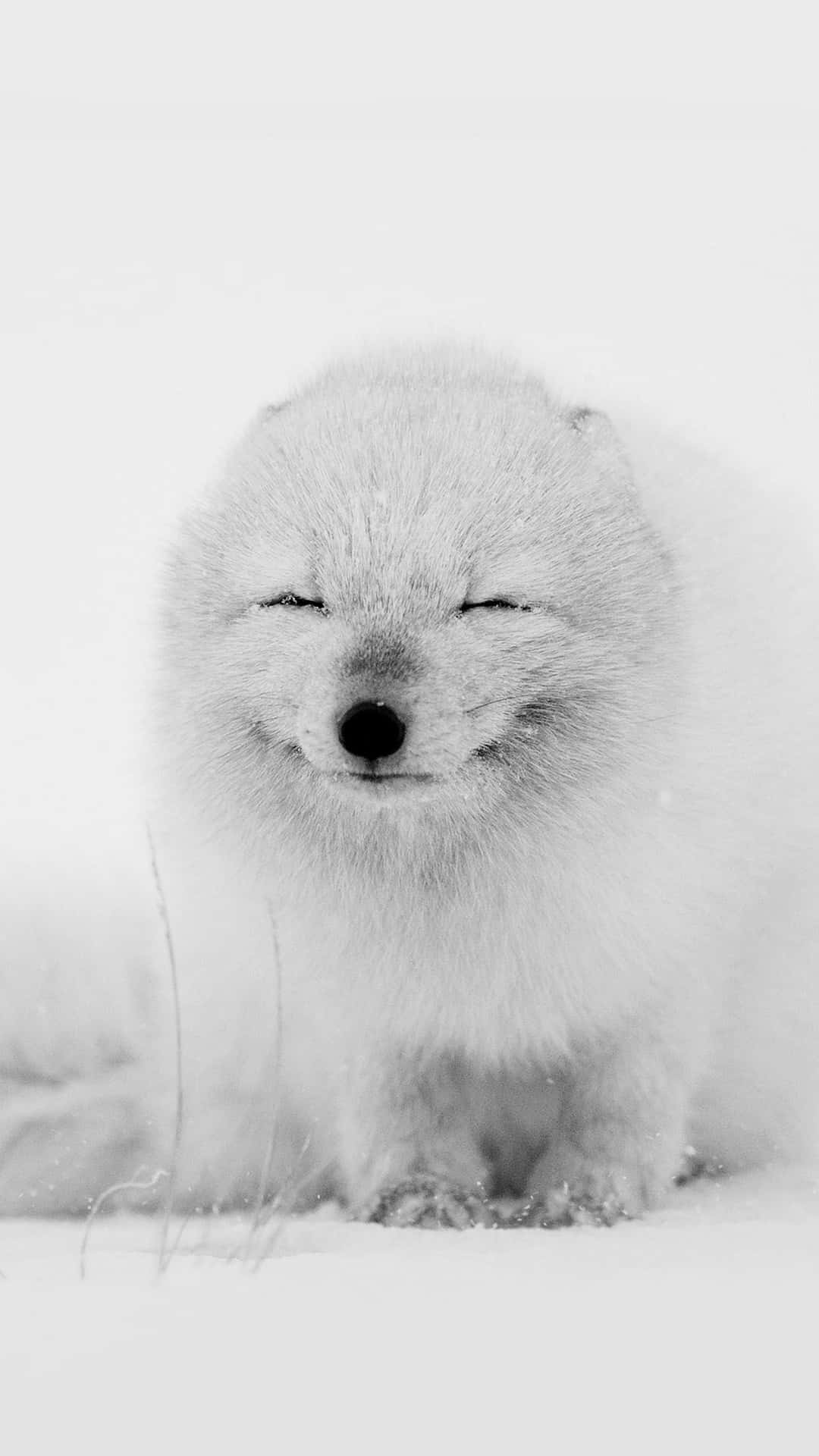 An Arctic Fox in its natural habitat in the winter months