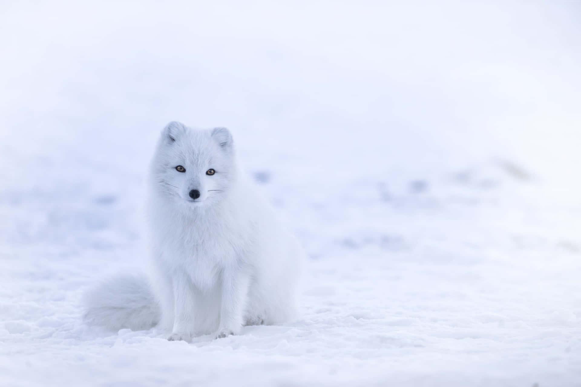 Explore the Arctic in Style - Arctic Fox