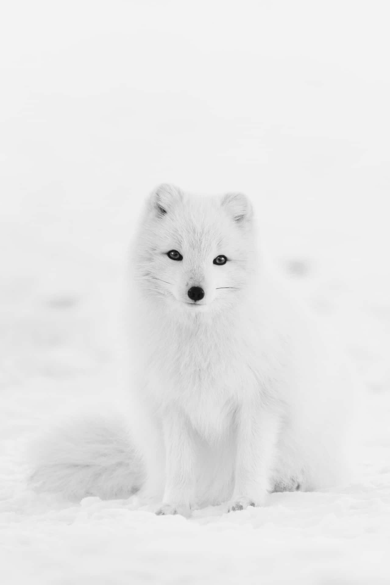 An arctic fox peers curiously against a backdrop of snowy terrain.
