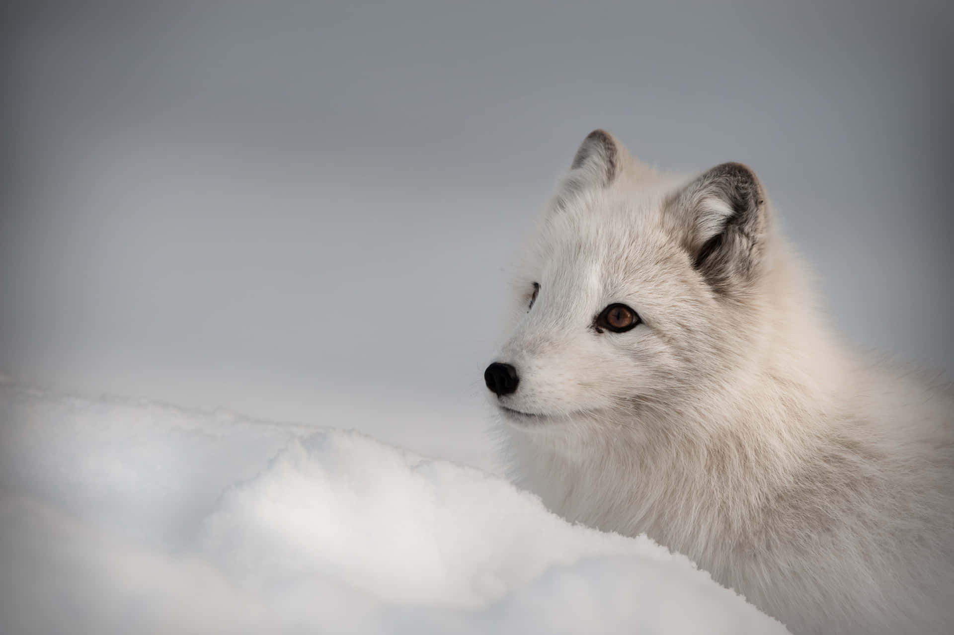 Majestic Arctic Fox in the wilderness