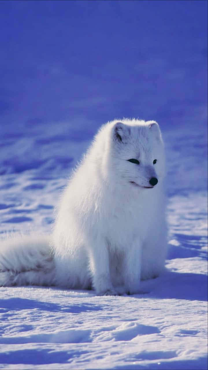 Arctic fox transfixed in the snow