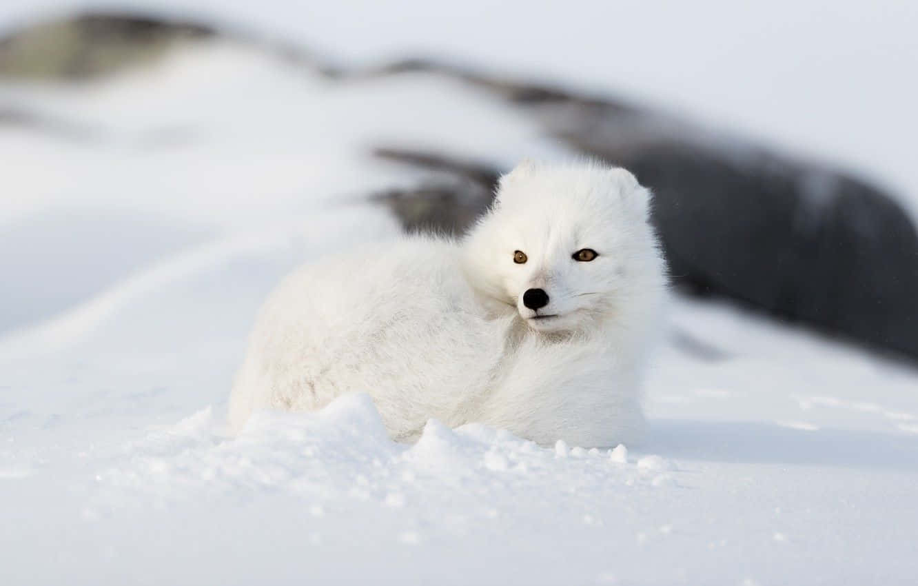 Einwunderschöner Polarfuchs In Seinem Schneebedeckten Lebensraum.