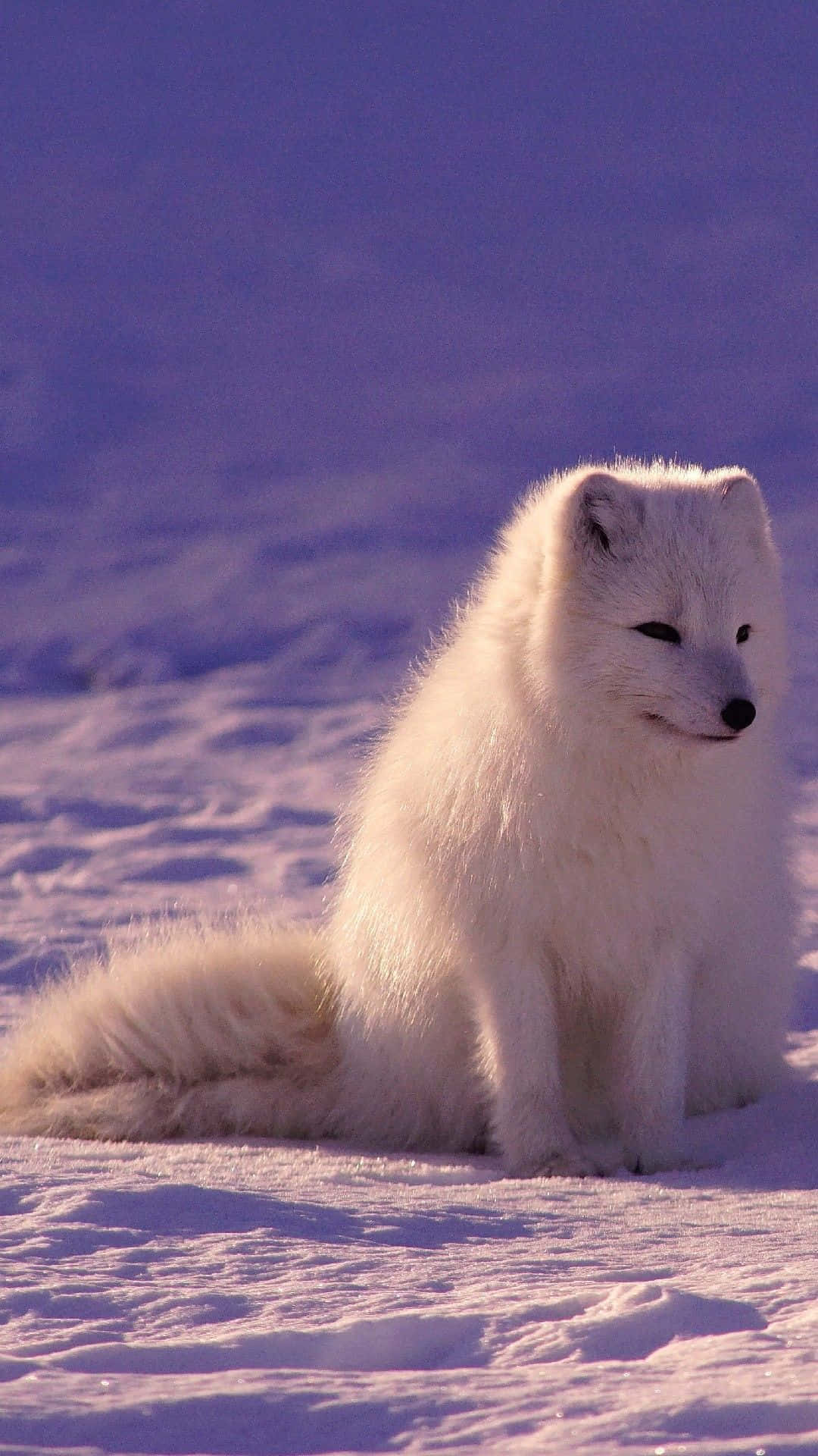 Furry Arctic Fox in its Natural Habitat