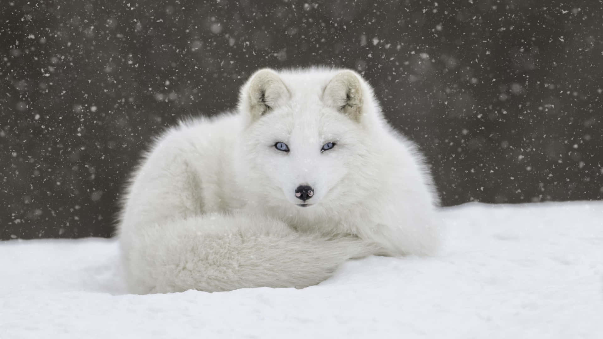 A majestic Arctic Fox in its natural habitat