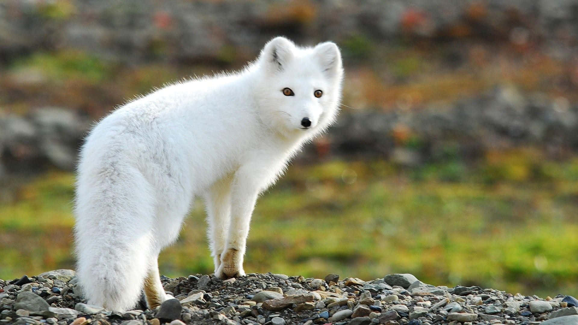 A beautiful Arctic Fox standing in the snow
