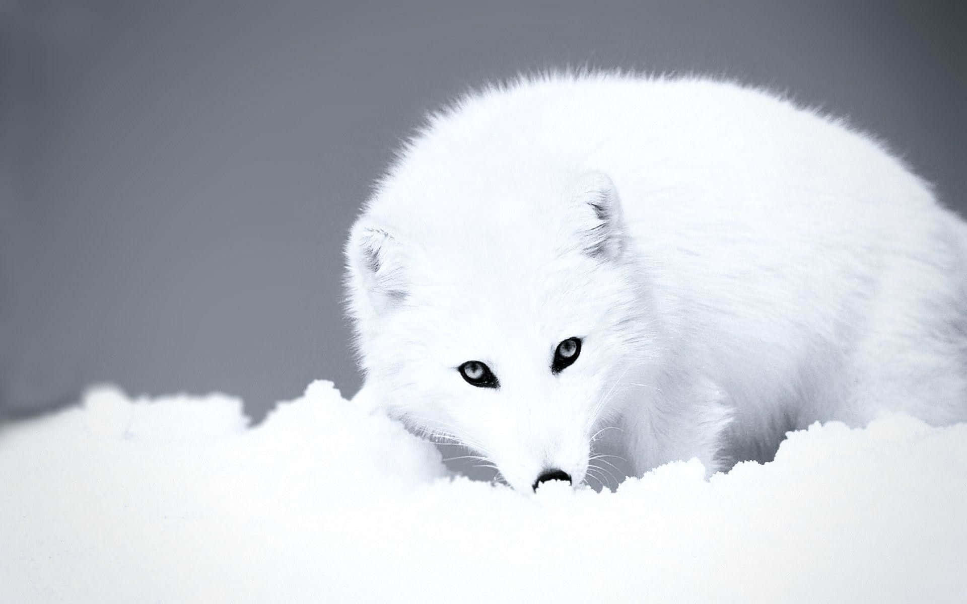 Arctic Fox in its Winter Wonderland