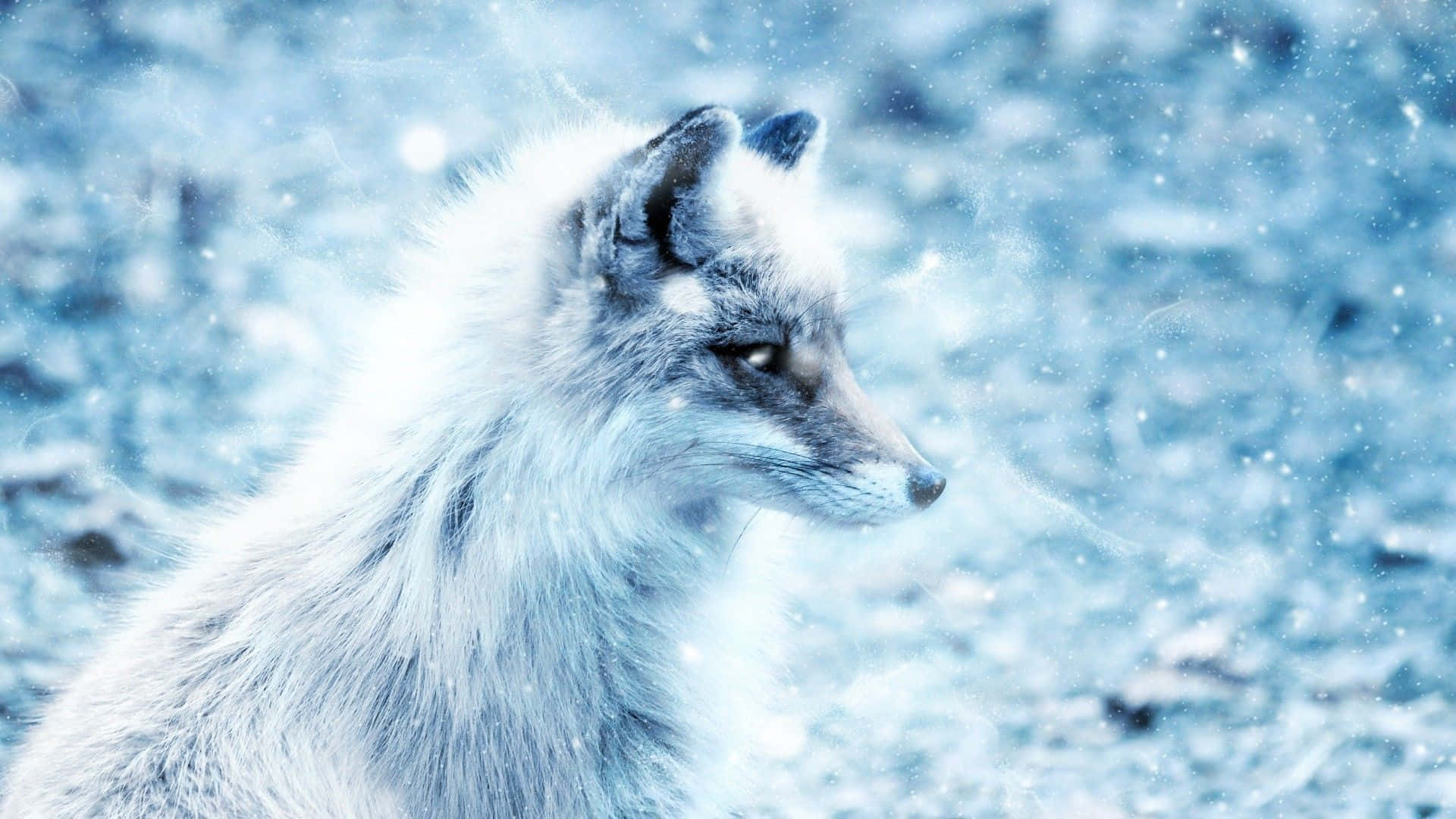 Standing Out - An Arctic Fox Looks on in the Icy Wilderness