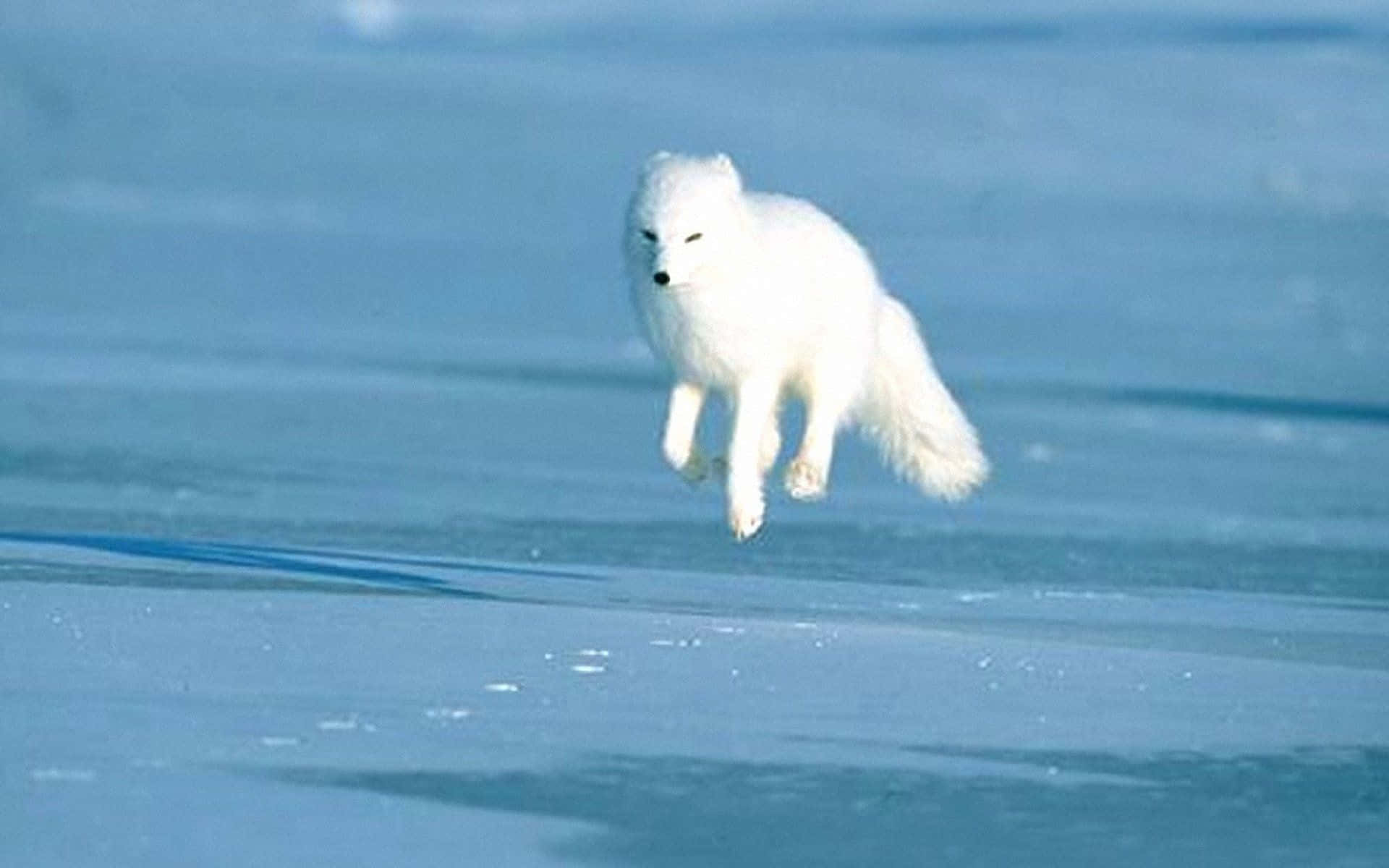 A playful Arctic fox enjoying a snowfall