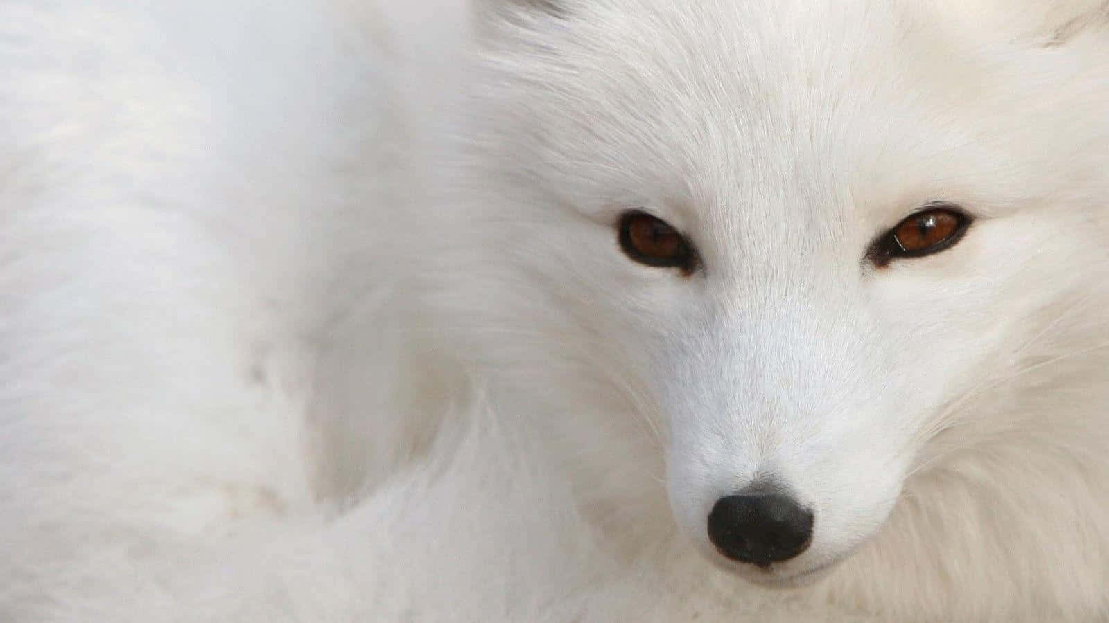 "The Arctic Fox Adapts to Extreme Weather Conditions"