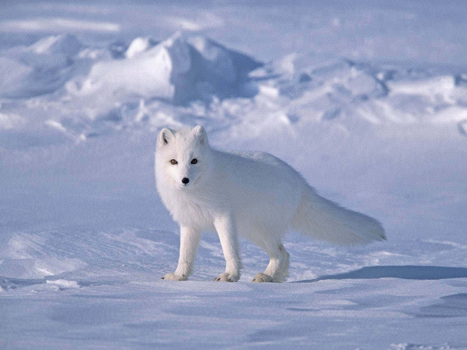 Einsüßer Polarfuchs Fügt Sich Harmonisch In Die Schneebedeckte Umgebung Ein.