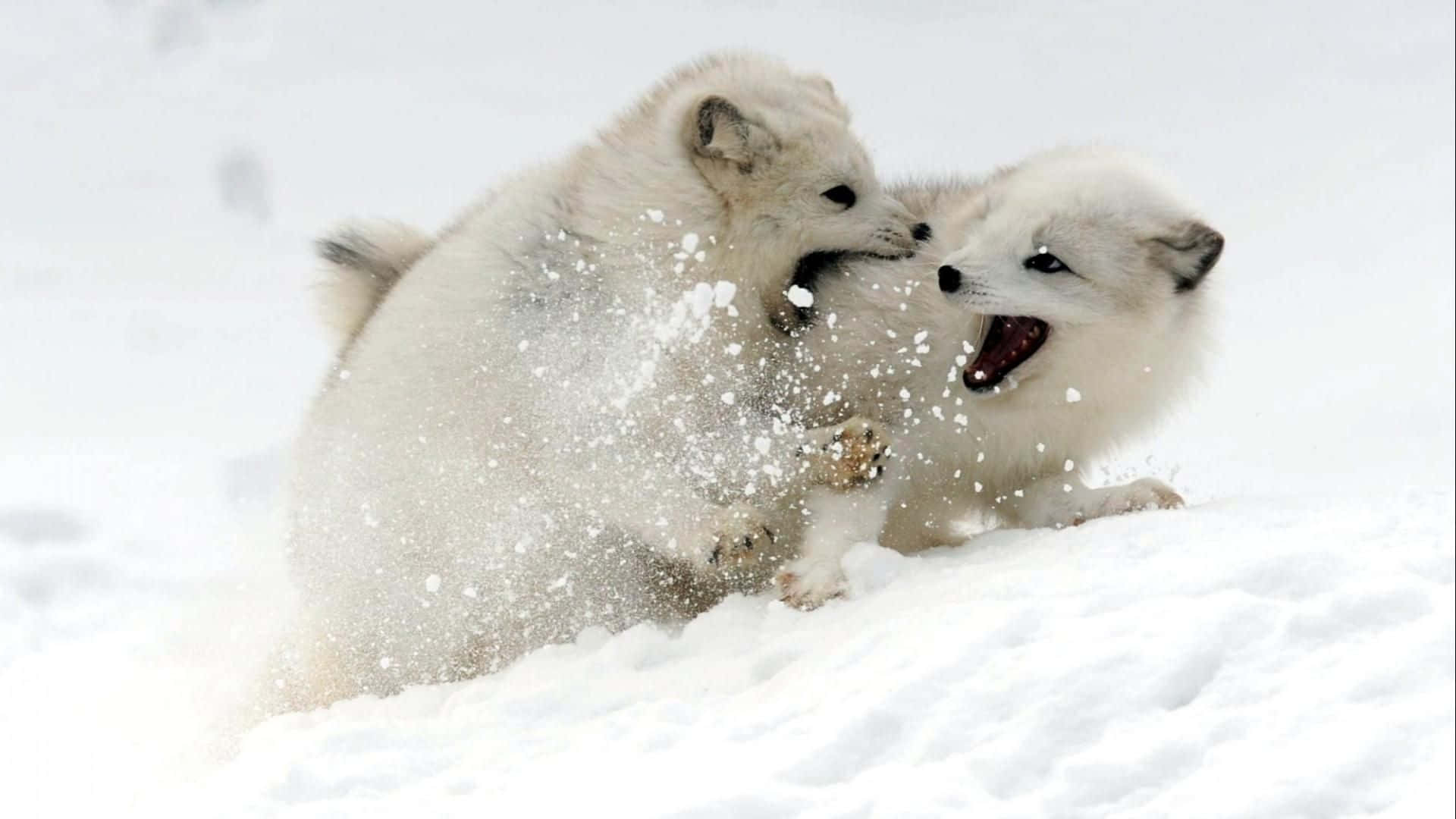 An adorable arctic fox, alone in the chilly winter air