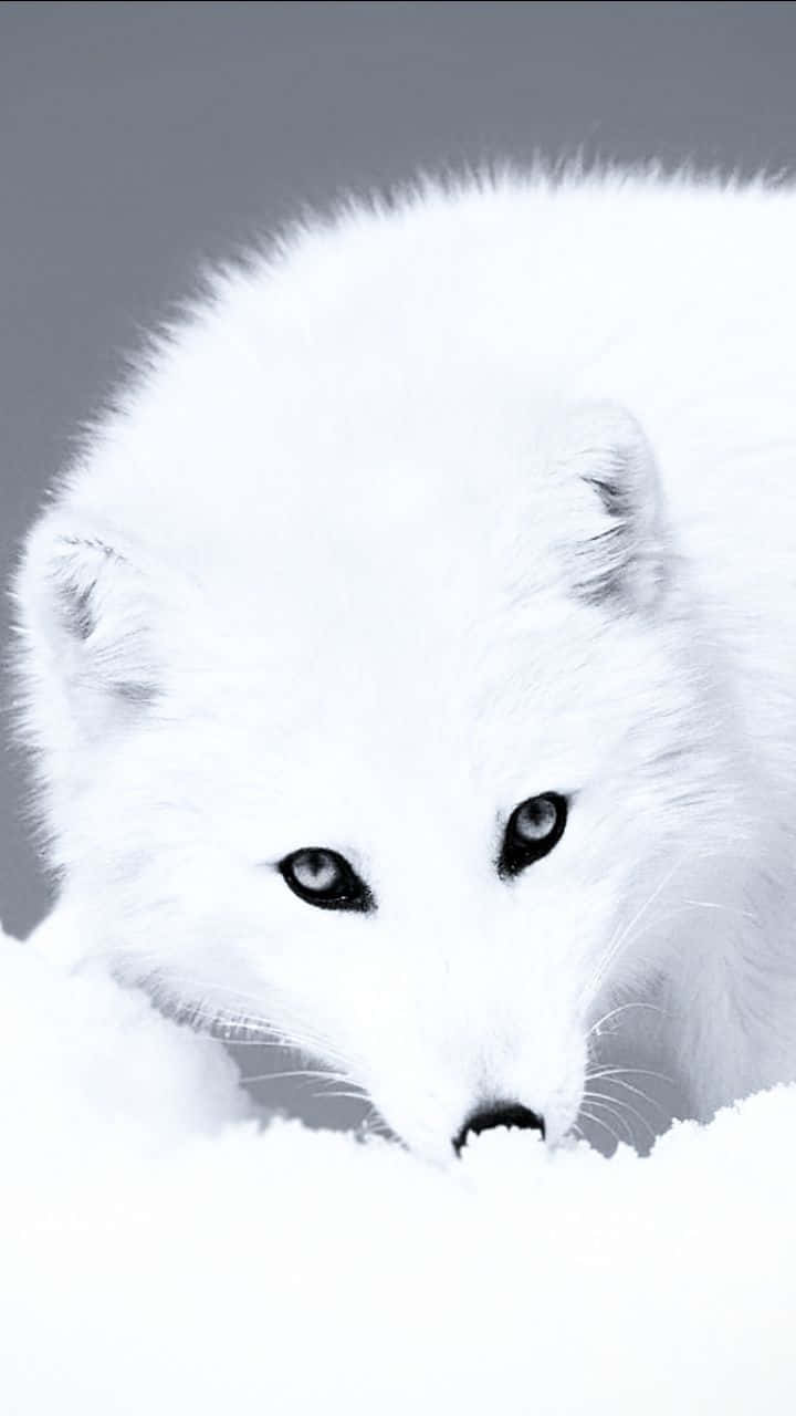 A snowy landscape featuring a vibrant white-furred arctic fox