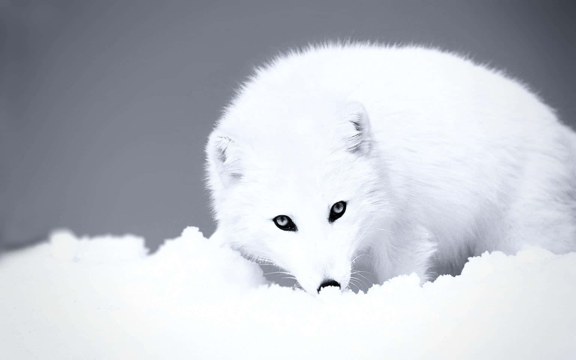 A beautiful and mysterious Arctic Fox peers slyly into the distance