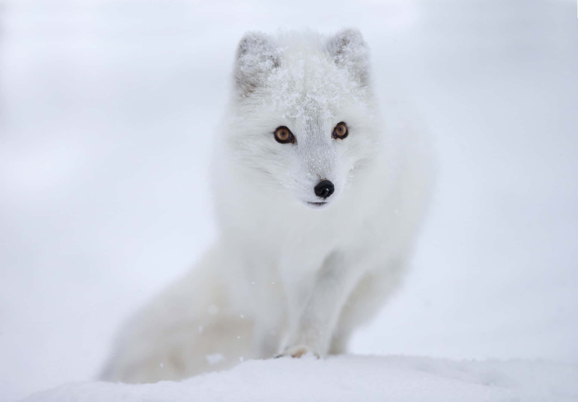 The Arctic's Cutest Predator - Arctic Fox