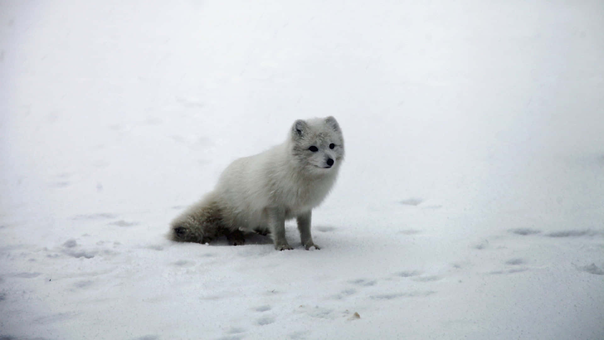 A Majestic Arctic Fox Soaring Through The Snow