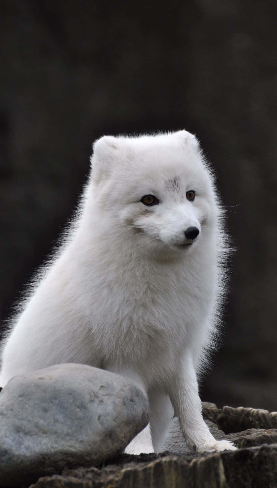 A majestic arctic fox standing in the snow