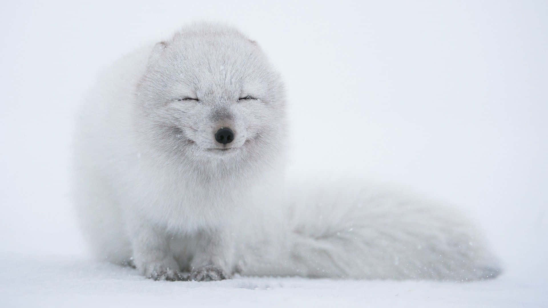 A Wild Arctic Fox Roams Among snow-covered Rocky Hills