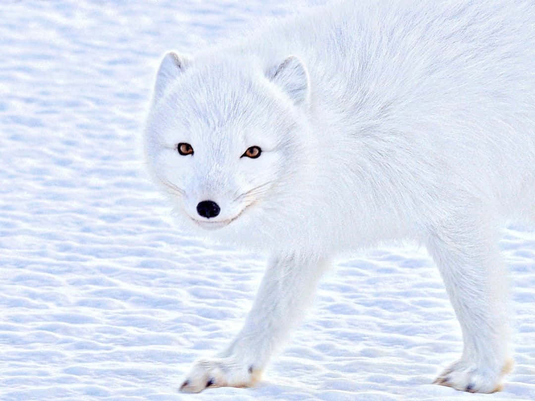 An Arctic Fox in its natural habitat