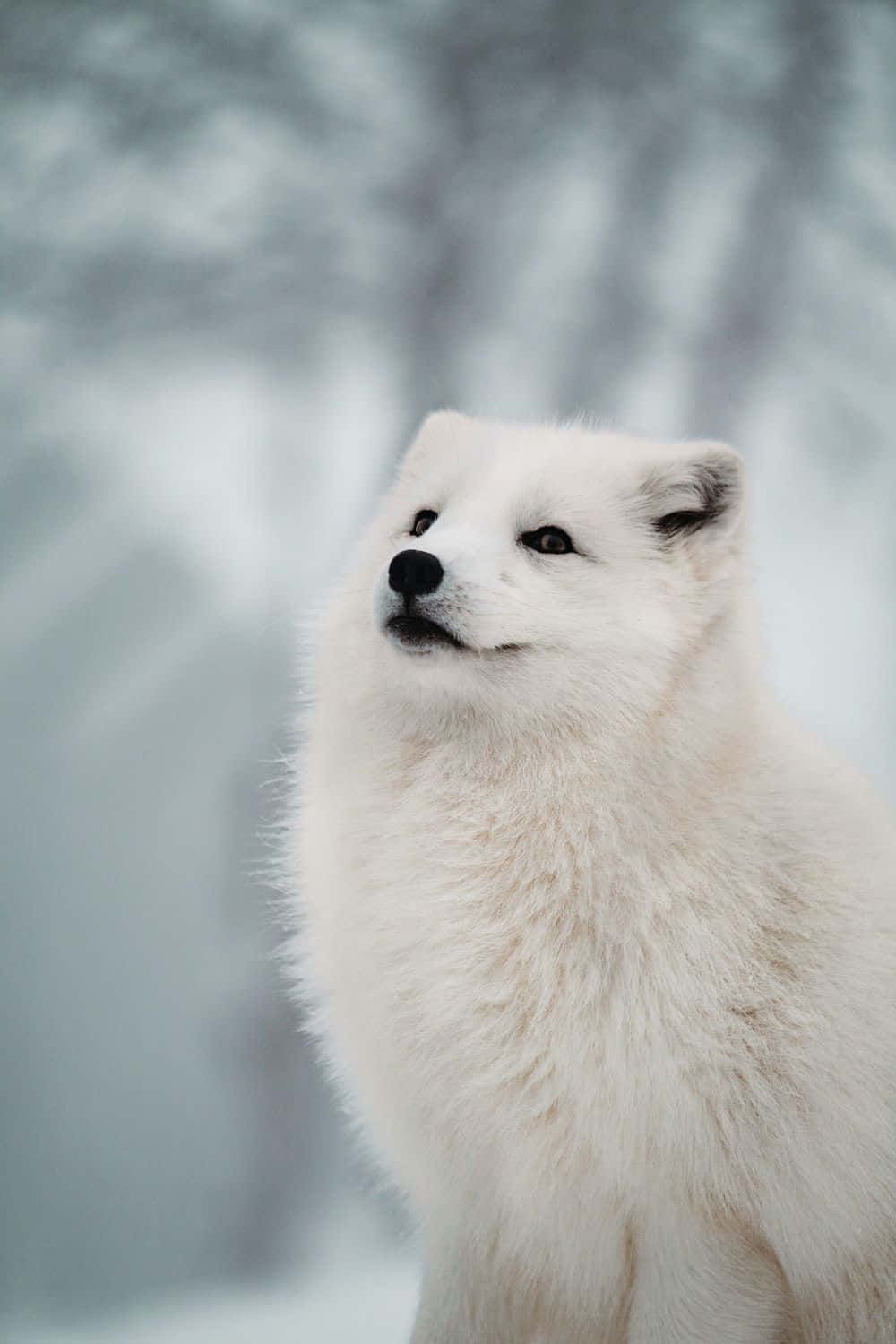 Forbløffendehvid Arktisk Ræv I Sit Naturlige Habitat