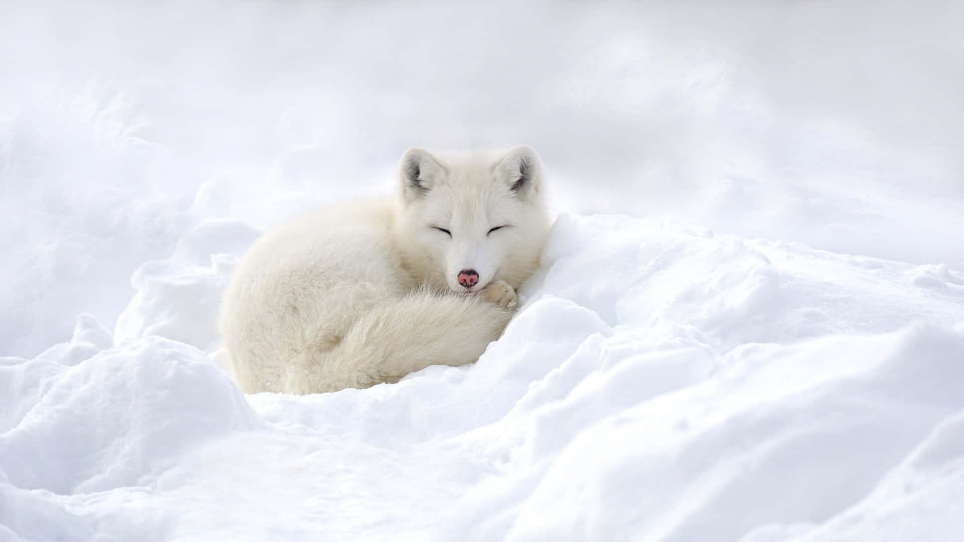 A beautiful arctic fox gazing out into the snow-filled landscape