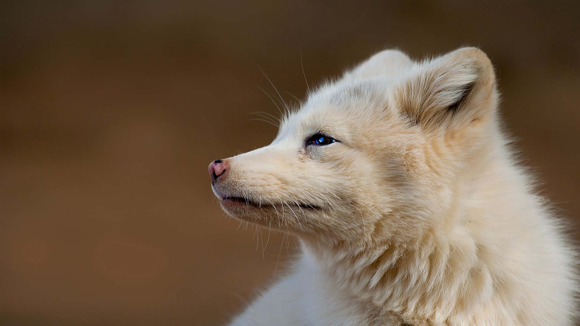 Genießedie Schönheit Des Meerblauen Arktischen Fuchses.