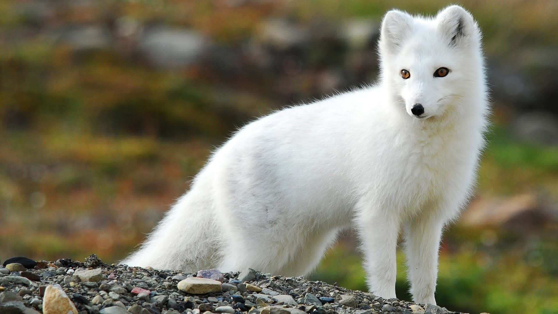 The Mystic Beauty Of An Arctic Fox