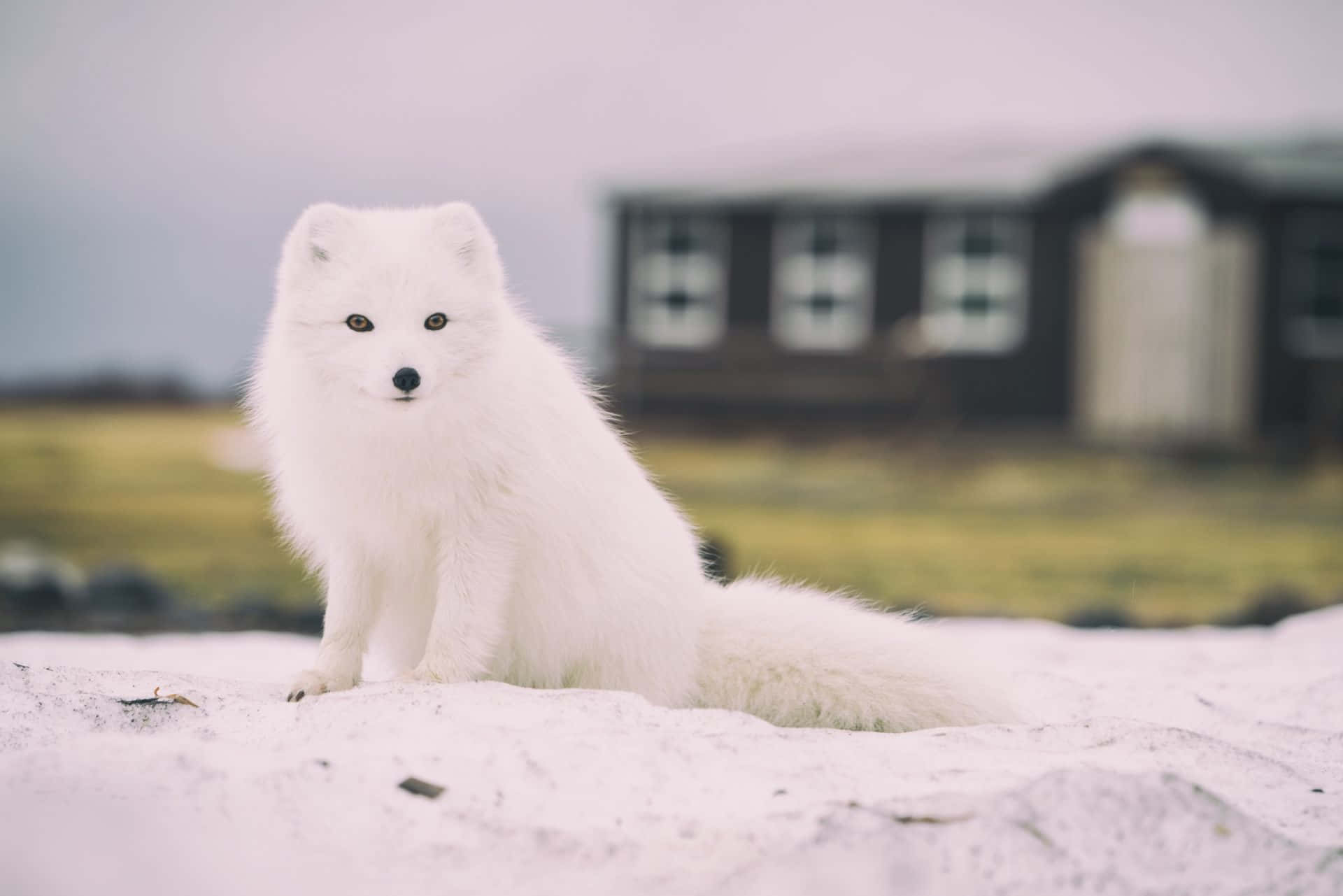An Arctic Fox waddles through its icy habitat
