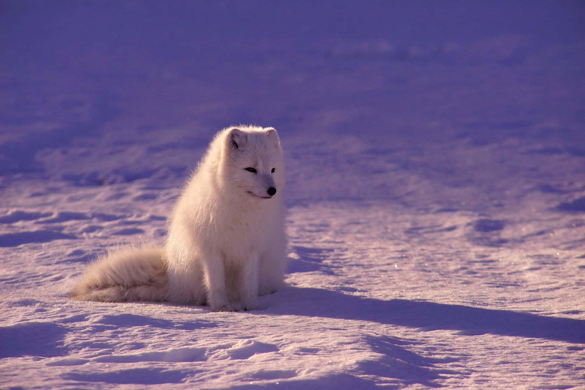 A Closeup of an Arctic Fox