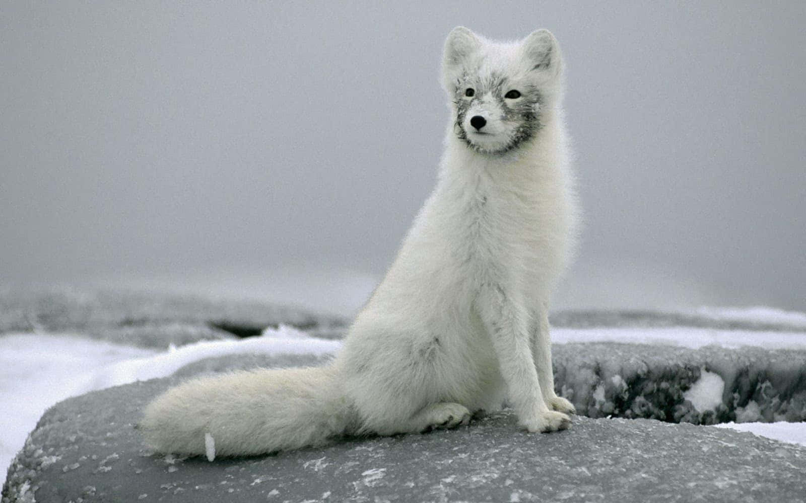 Arctic Fox Roaming the Winter Snow