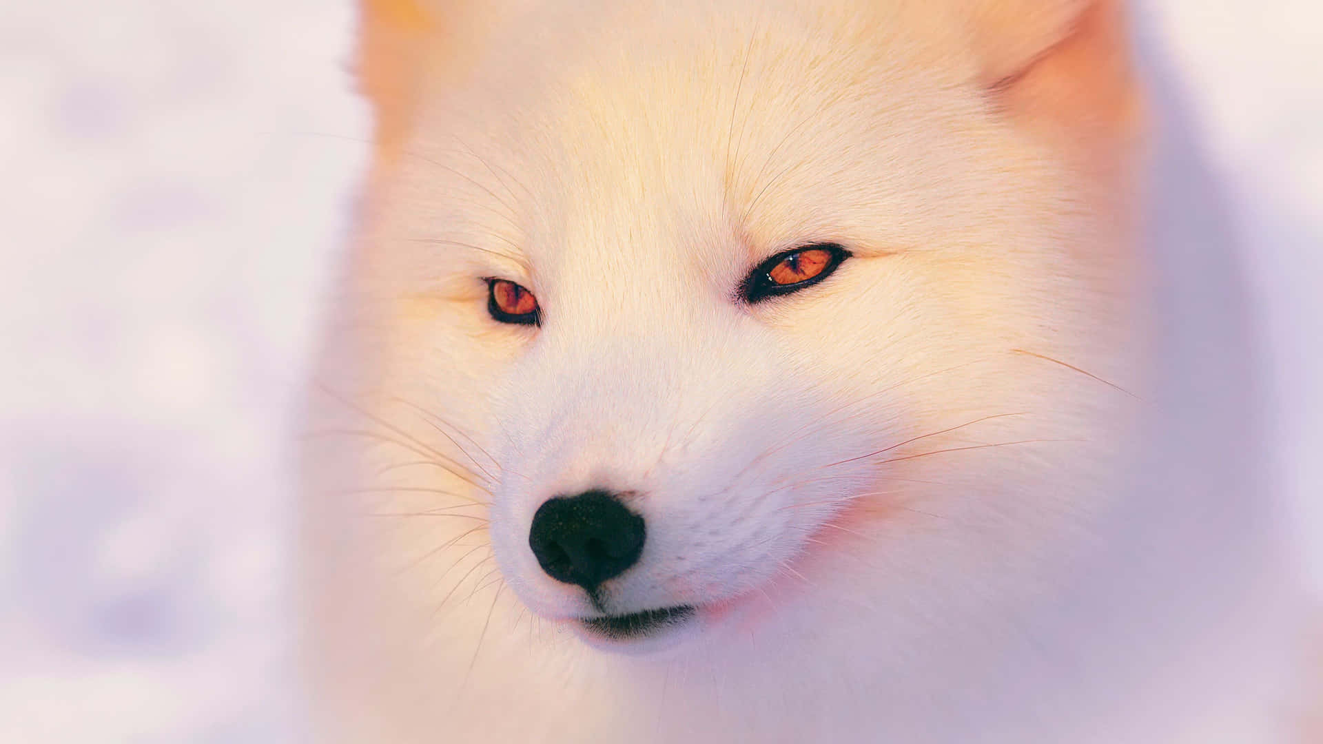 A White Fox With Red Eyes Is Looking At The Camera